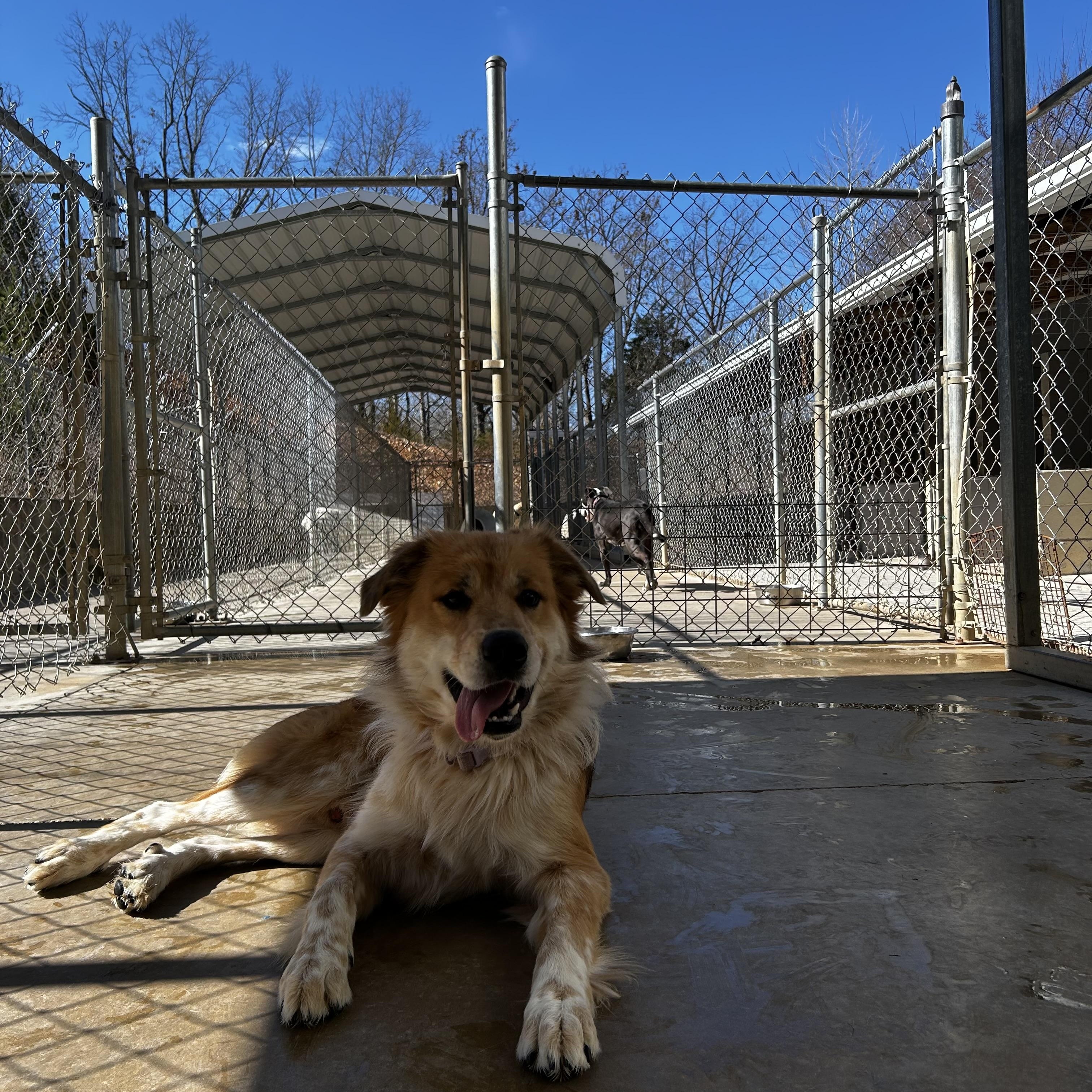 Enlarge Chief, a Adoptable mixed breed in Reeds Spring, MO image 2/5