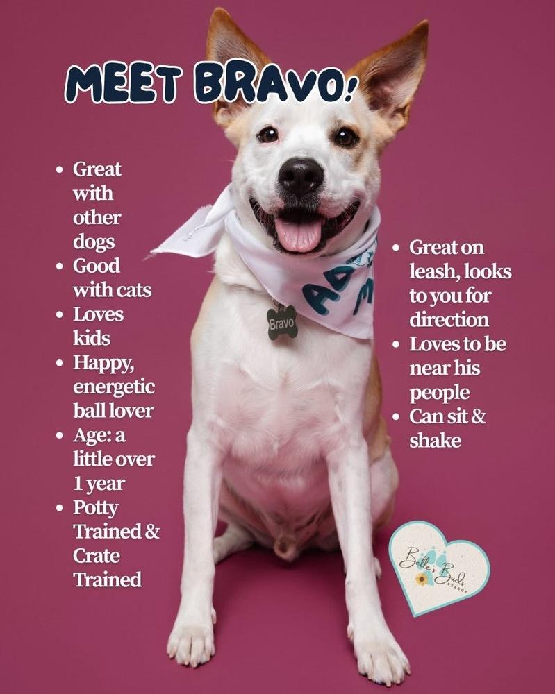Bravo, Adoptable, Puppy Male Terrier.
