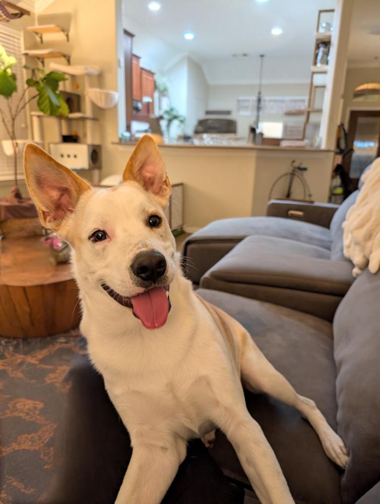 Bravo, a Adoptable Terrier in Brookshire, TX image 1/6