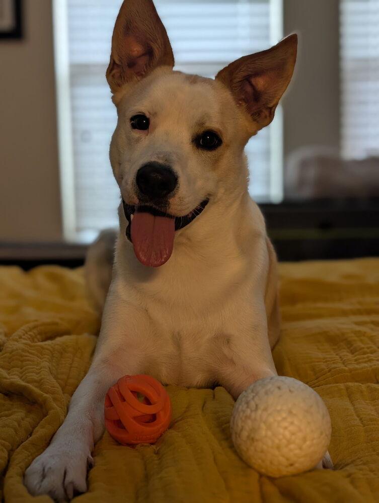Bravo, a Adoptable Terrier in Brookshire, TX image 2/6
