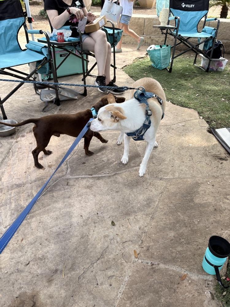Bravo, a Adoptable Terrier in Brookshire, TX image 3/6