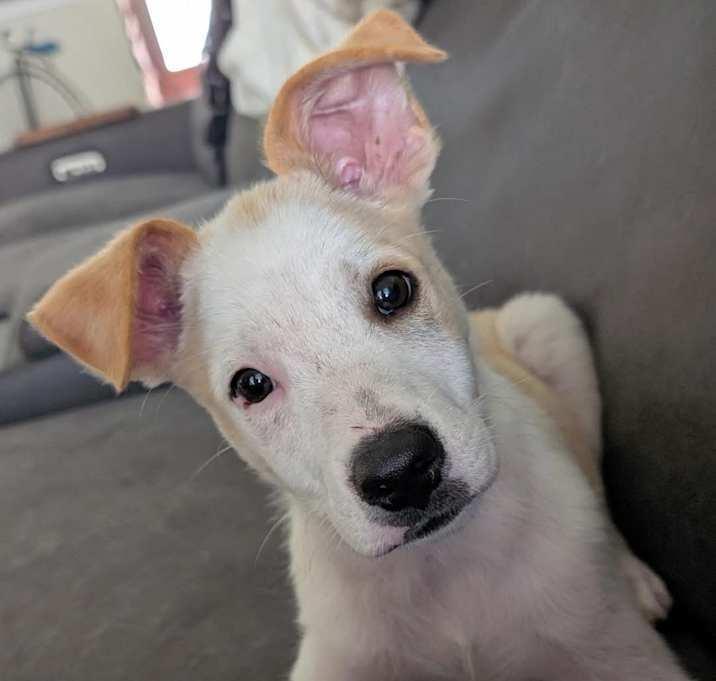 Bravo, a Adoptable Terrier in Brookshire, TX image 5/6