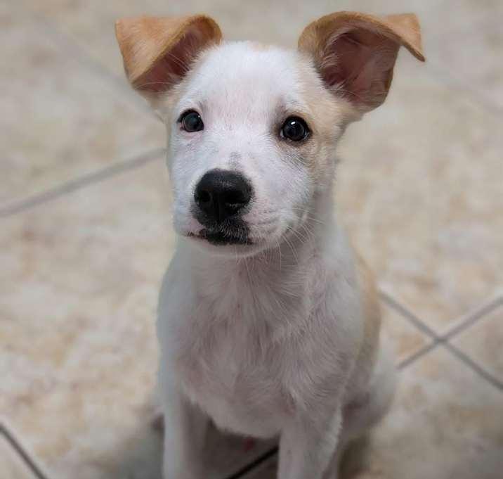 Bravo, a Adoptable Terrier in Brookshire, TX image 6/6