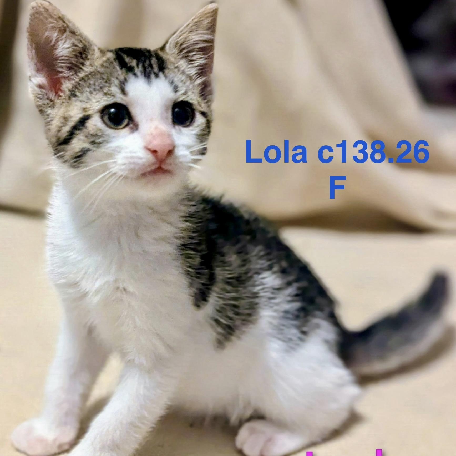 Enlarge Foster Lola, a Adoptable Domestic Short Hair in Batavia, NY image 1/1