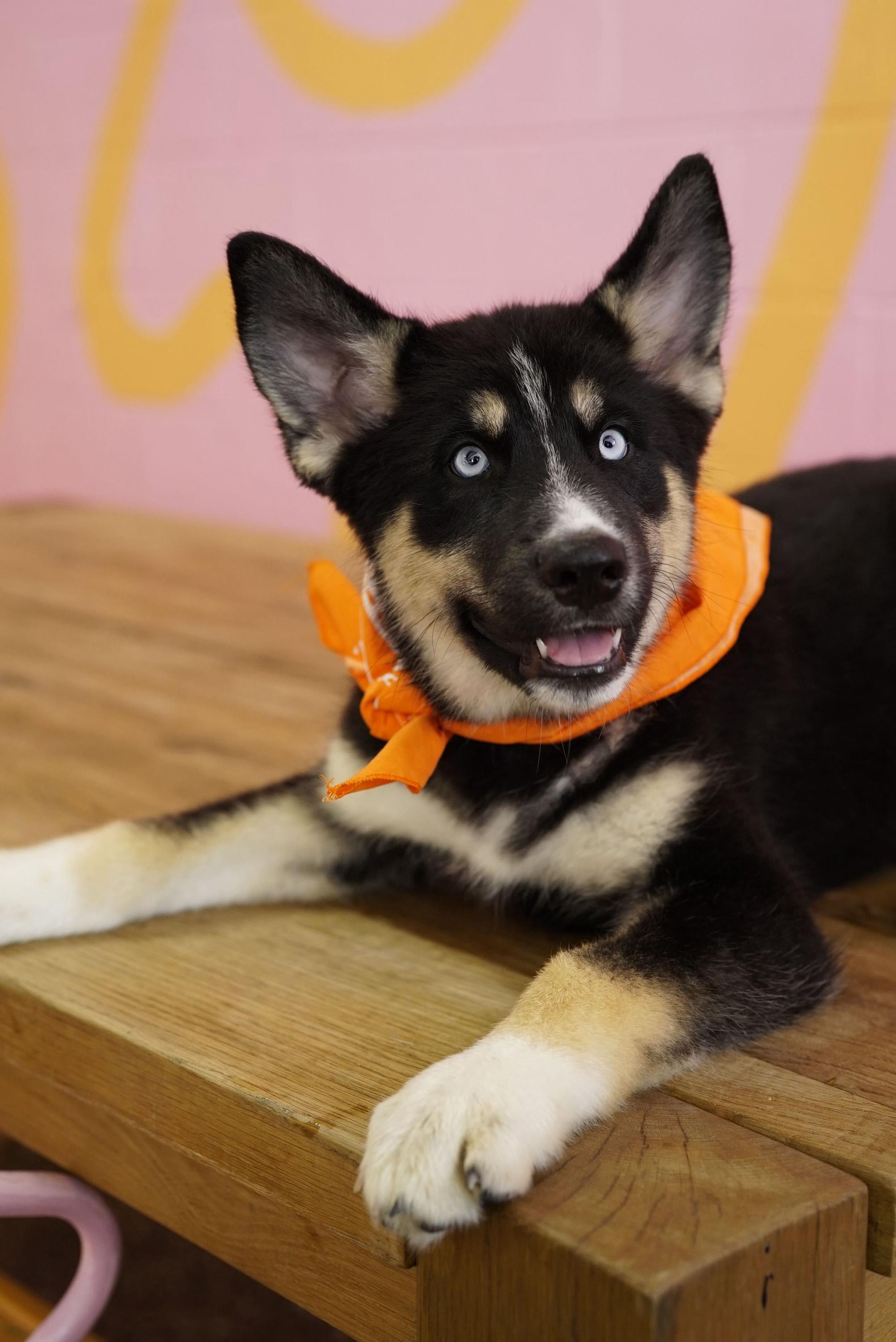 Fred, a ADOPTABLE Husky in Pasadena, CA image 2/3