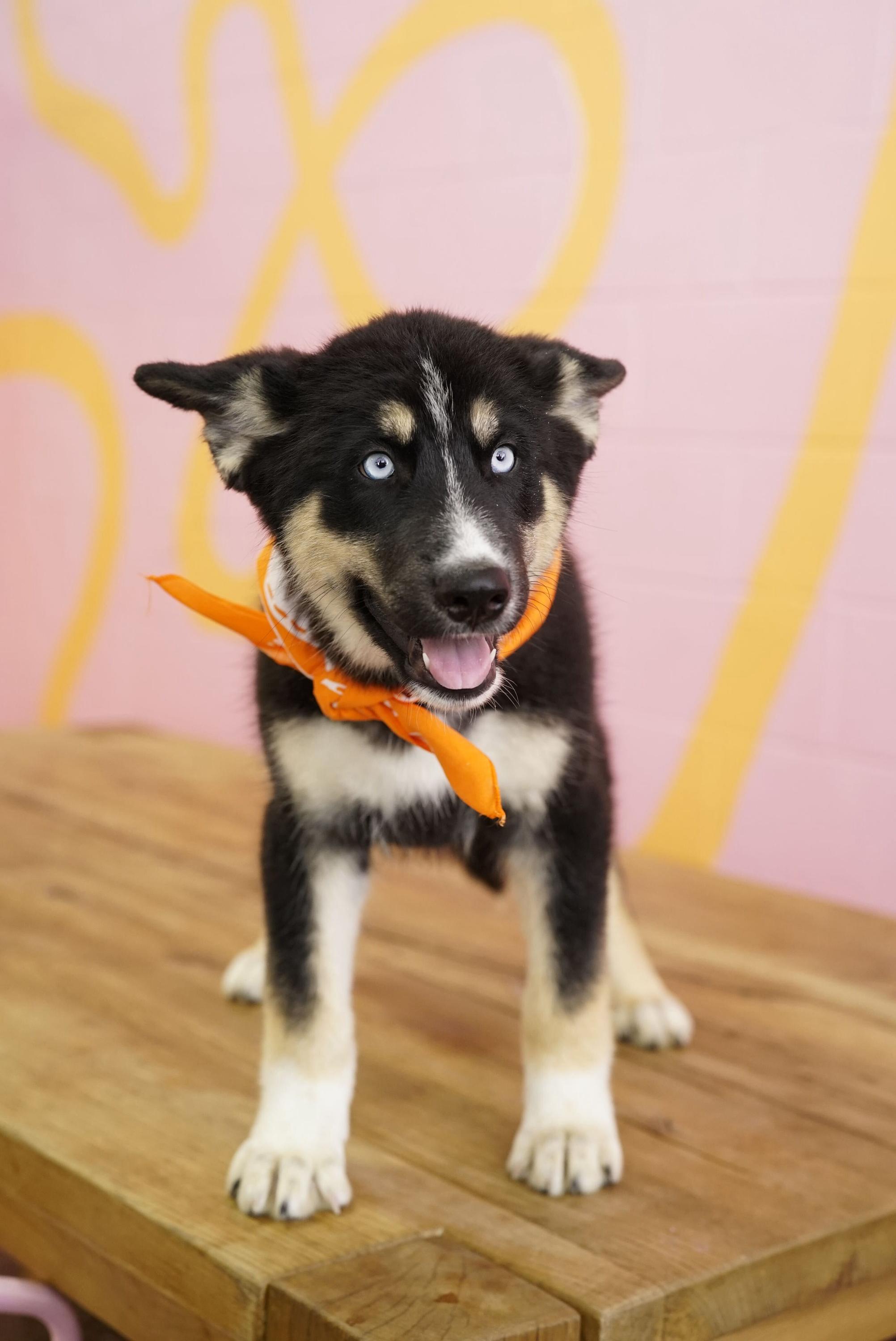 Fred, a ADOPTABLE Husky in Pasadena, CA image 3/3