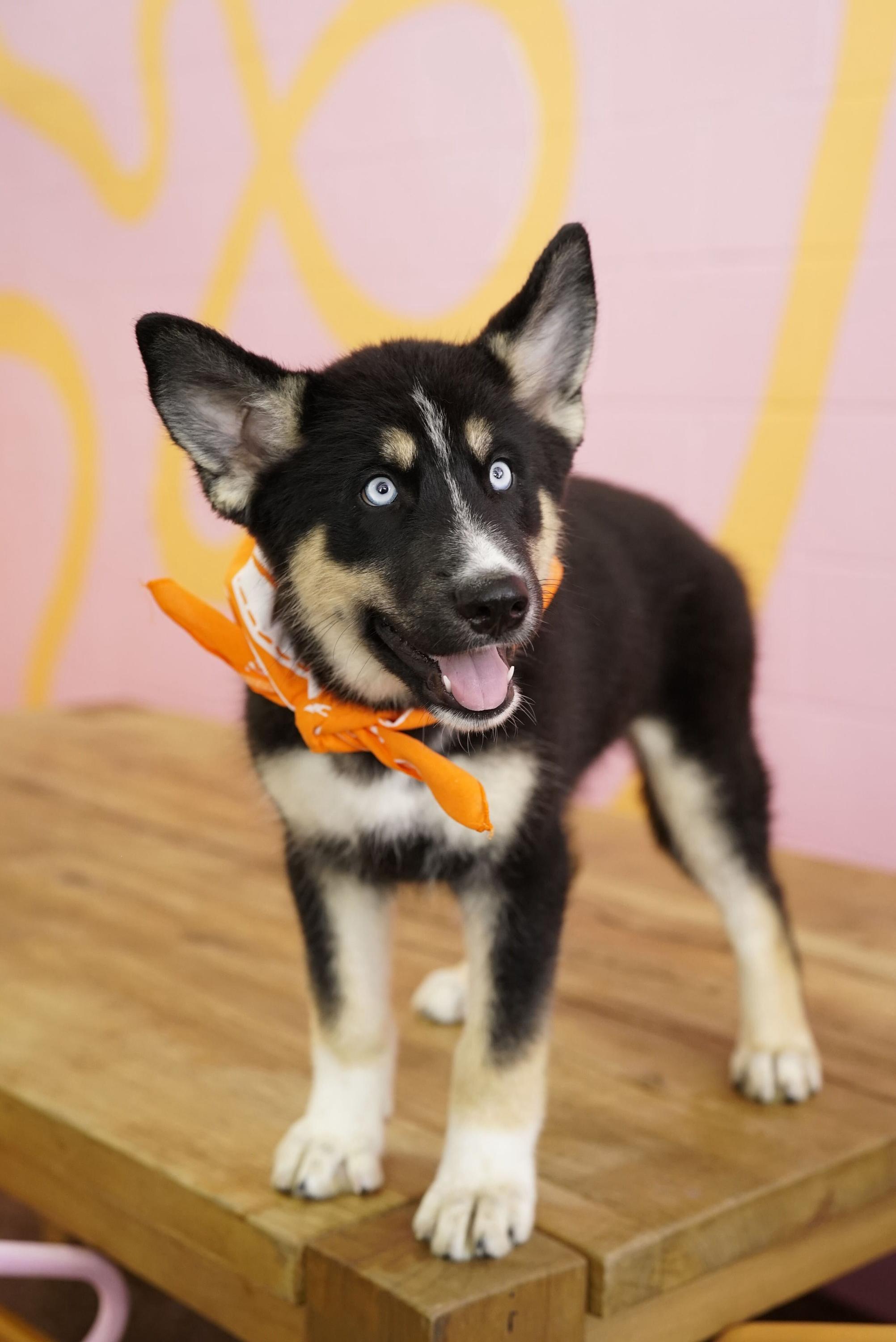 Fred, ADOPTABLE, Puppy Male Husky.