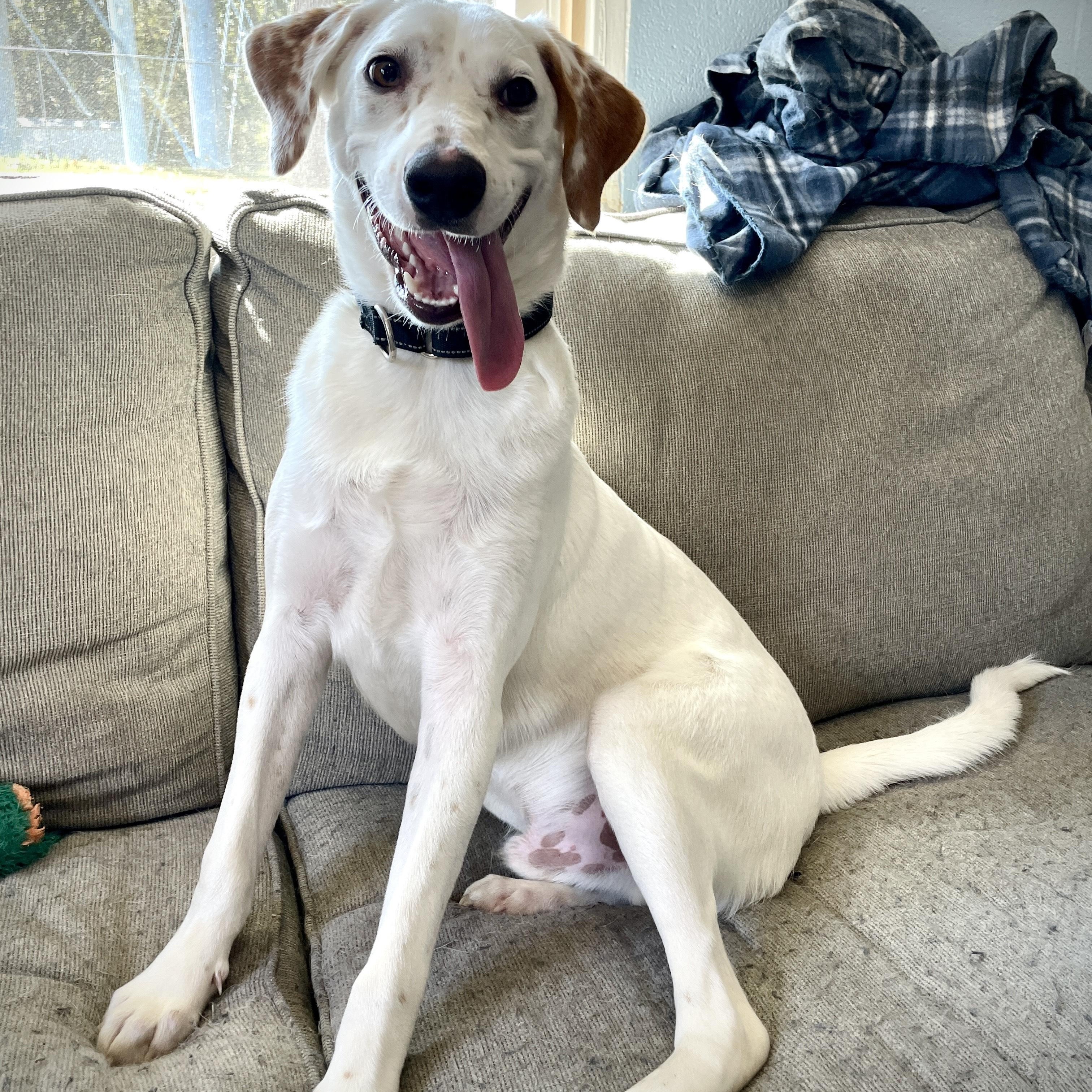 Marley, a Adopted mixed breed in Salem, MO image 1/5