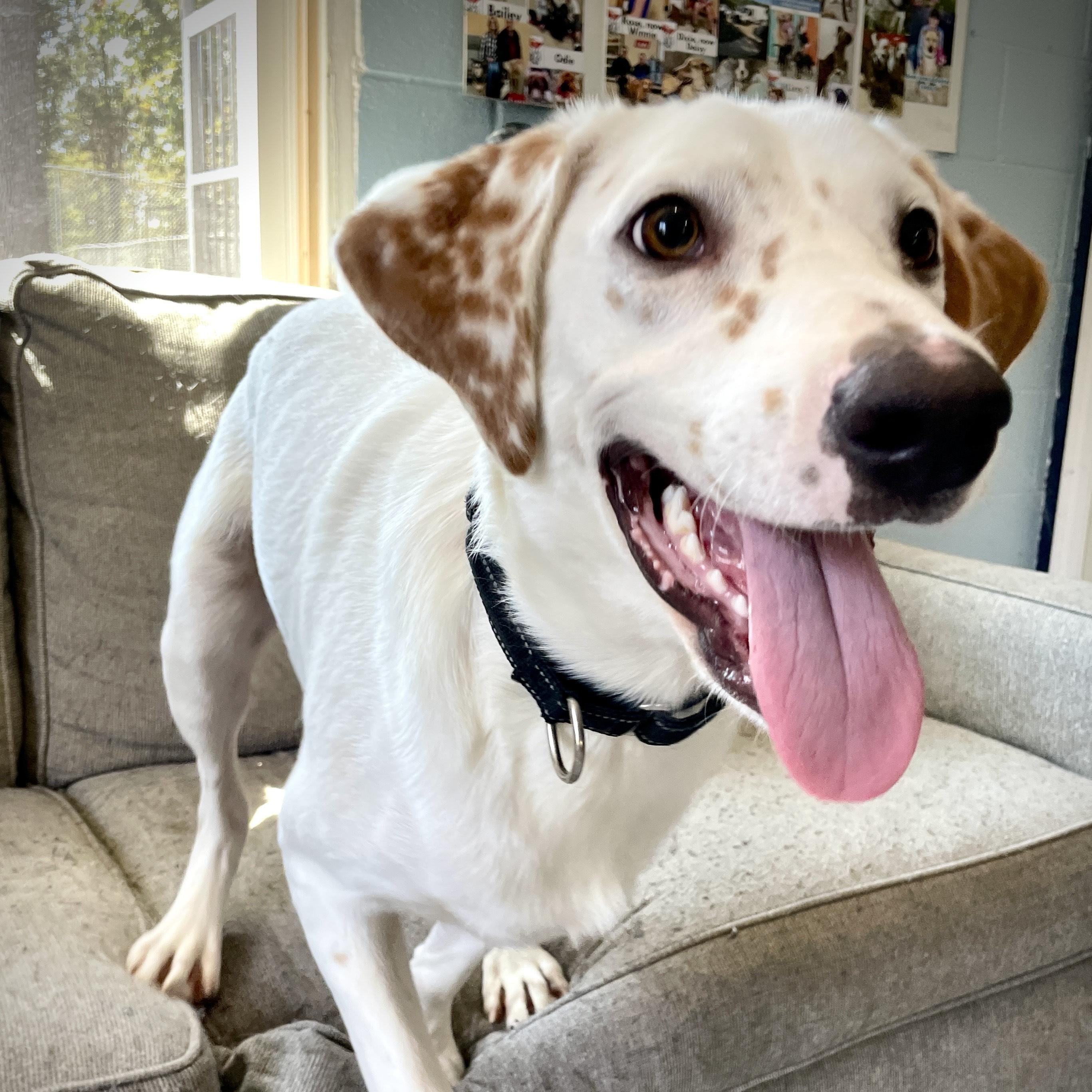 Marley, a Adopted mixed breed in Salem, MO image 4/5