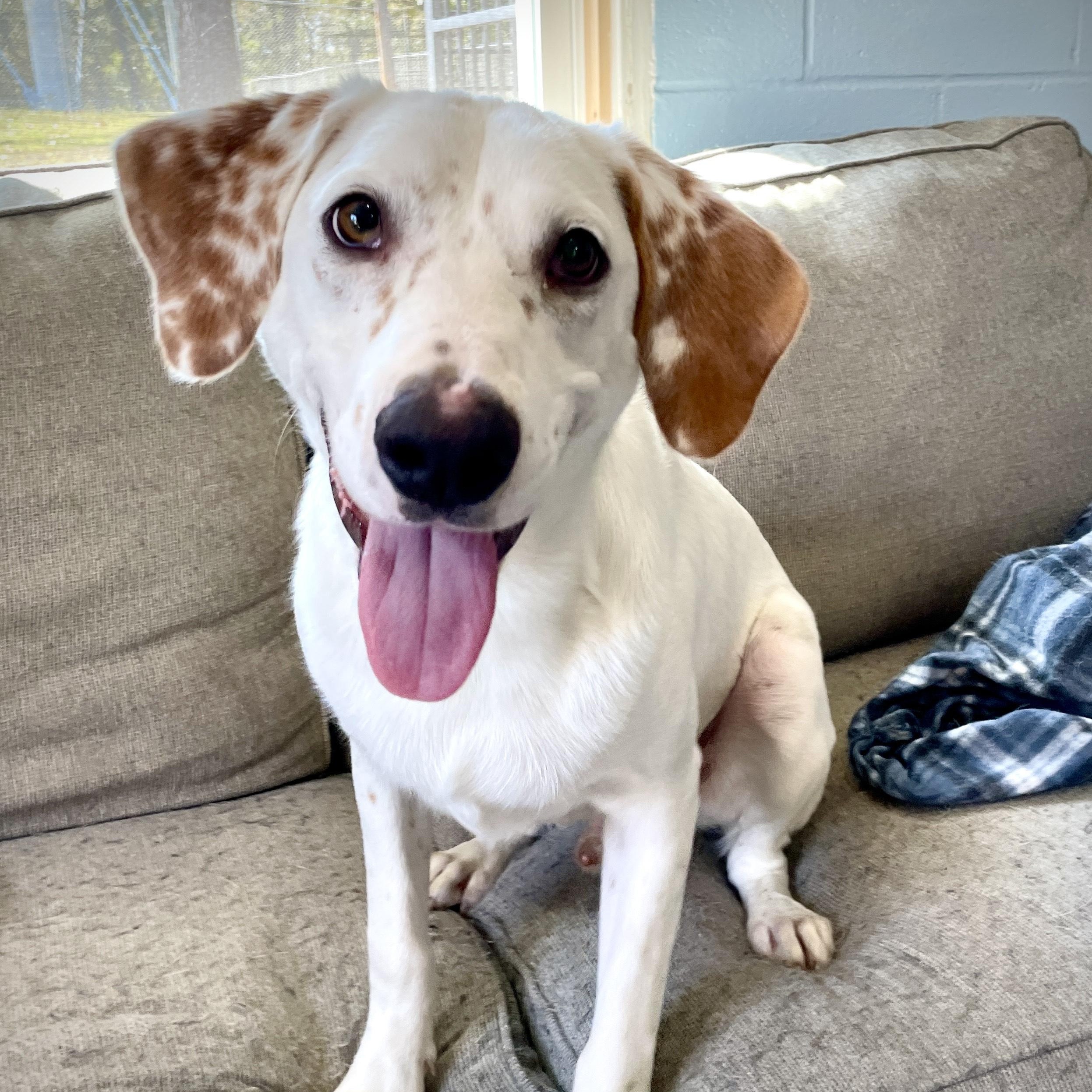 Marley, a Adopted mixed breed in Salem, MO image 5/5