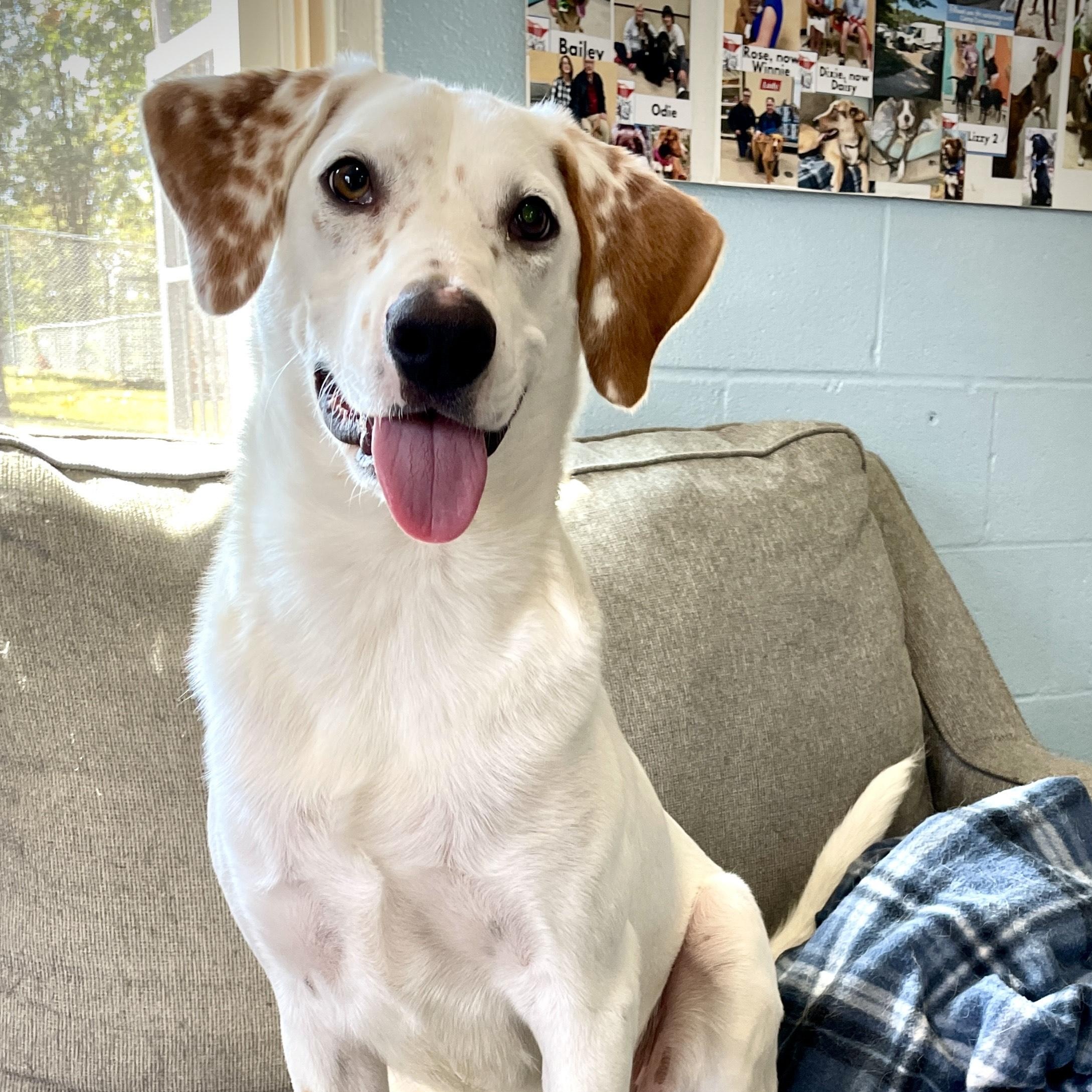 Marley, a Adopted mixed breed in Salem, MO image 2/5