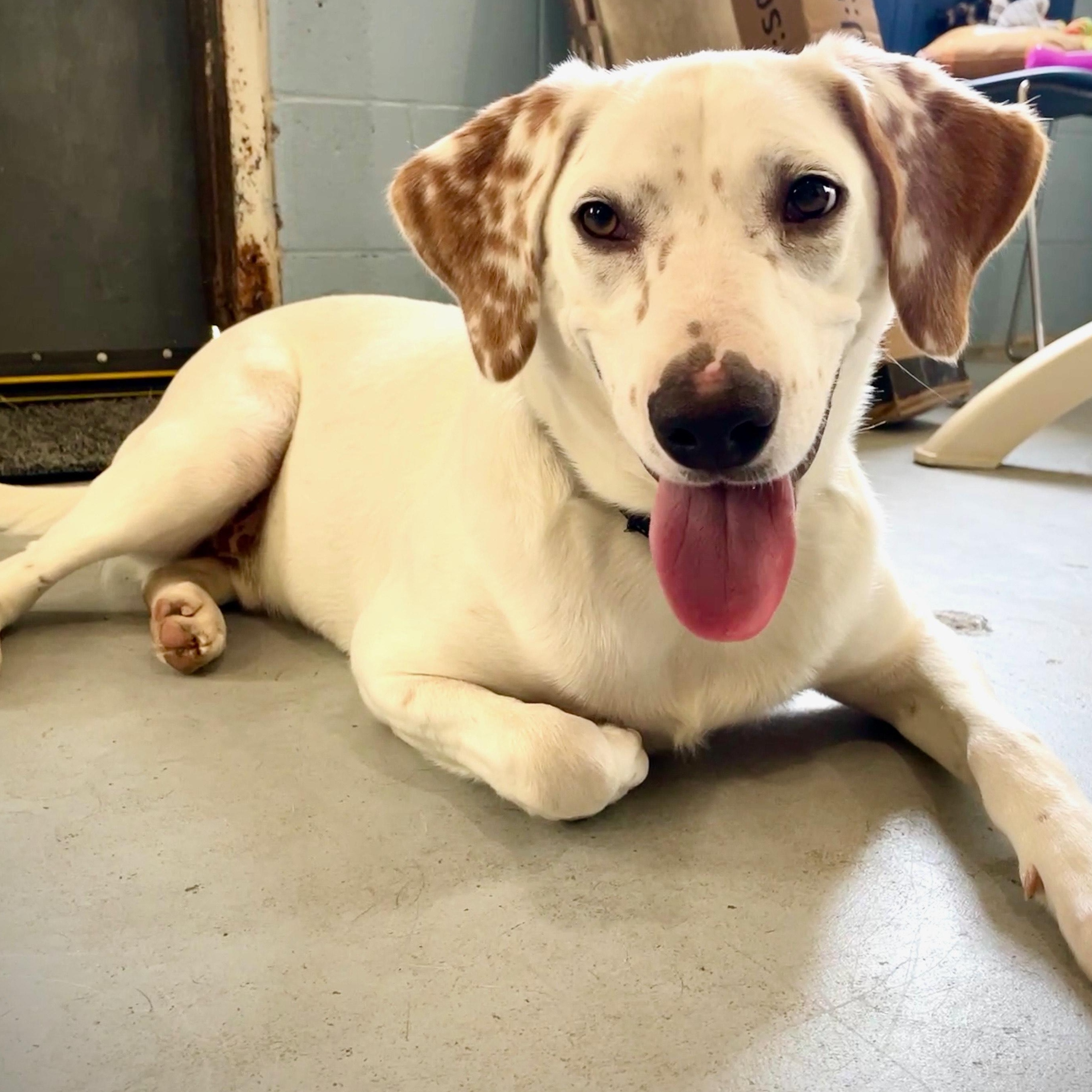 Marley, a Adopted mixed breed in Salem, MO image 3/5