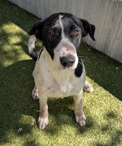 Enlarge SKYE, a Adoptable mixed breed in San Martin, CA image 1/1
