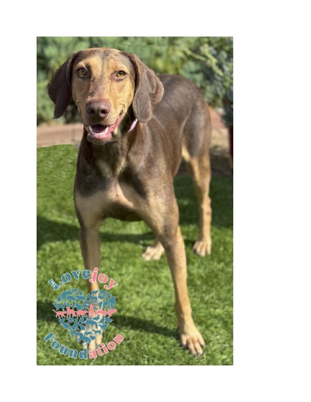 Enlarge Fawn, a Adoptable mixed breed in Inglewood, CA image 4/4