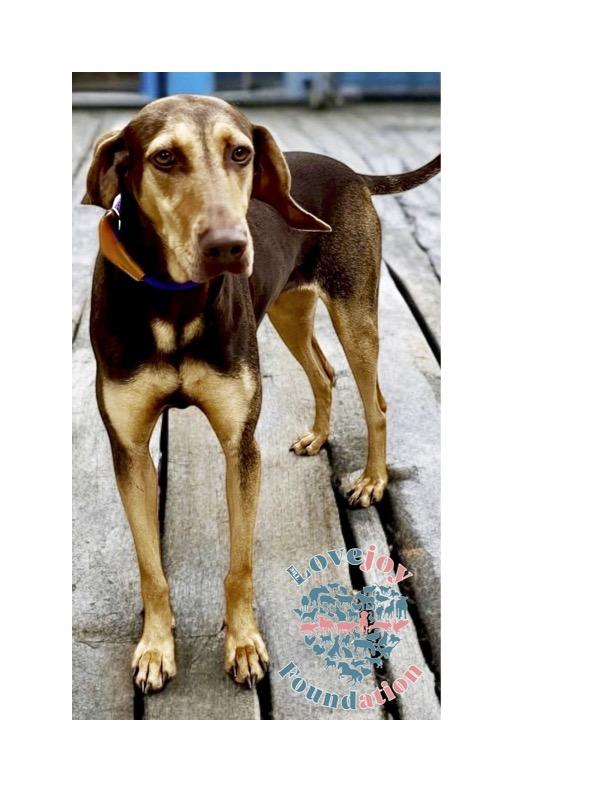 Enlarge Fawn, a Adoptable mixed breed in Inglewood, CA image 3/4