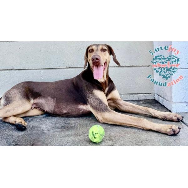 Fawn, Adoptable, Adult Female Hound.