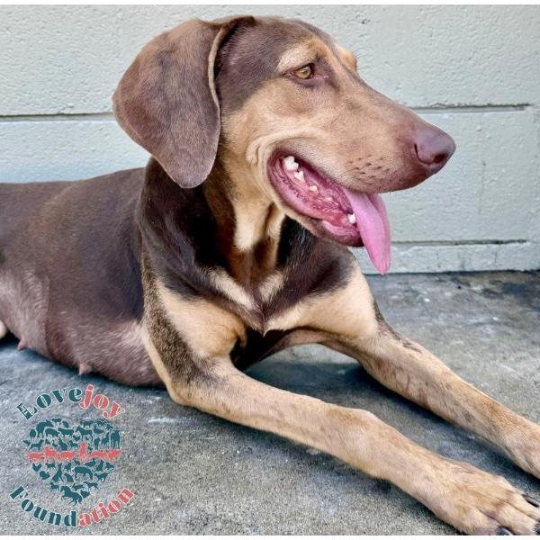 Enlarge Fawn, a Adoptable mixed breed in Inglewood, CA image 2/4