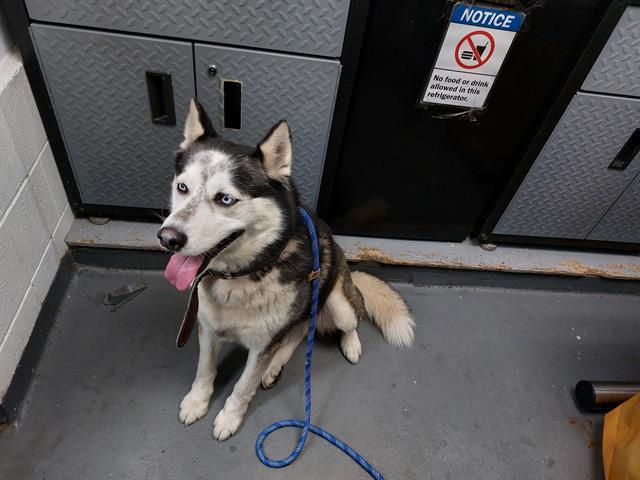 TORCHY, Adoptable, Young Male Husky.