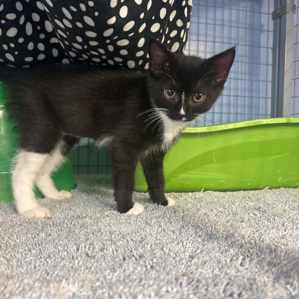 Enlarge Midnight, a Adoptable American Shorthair in Tipton, IA image 1/2