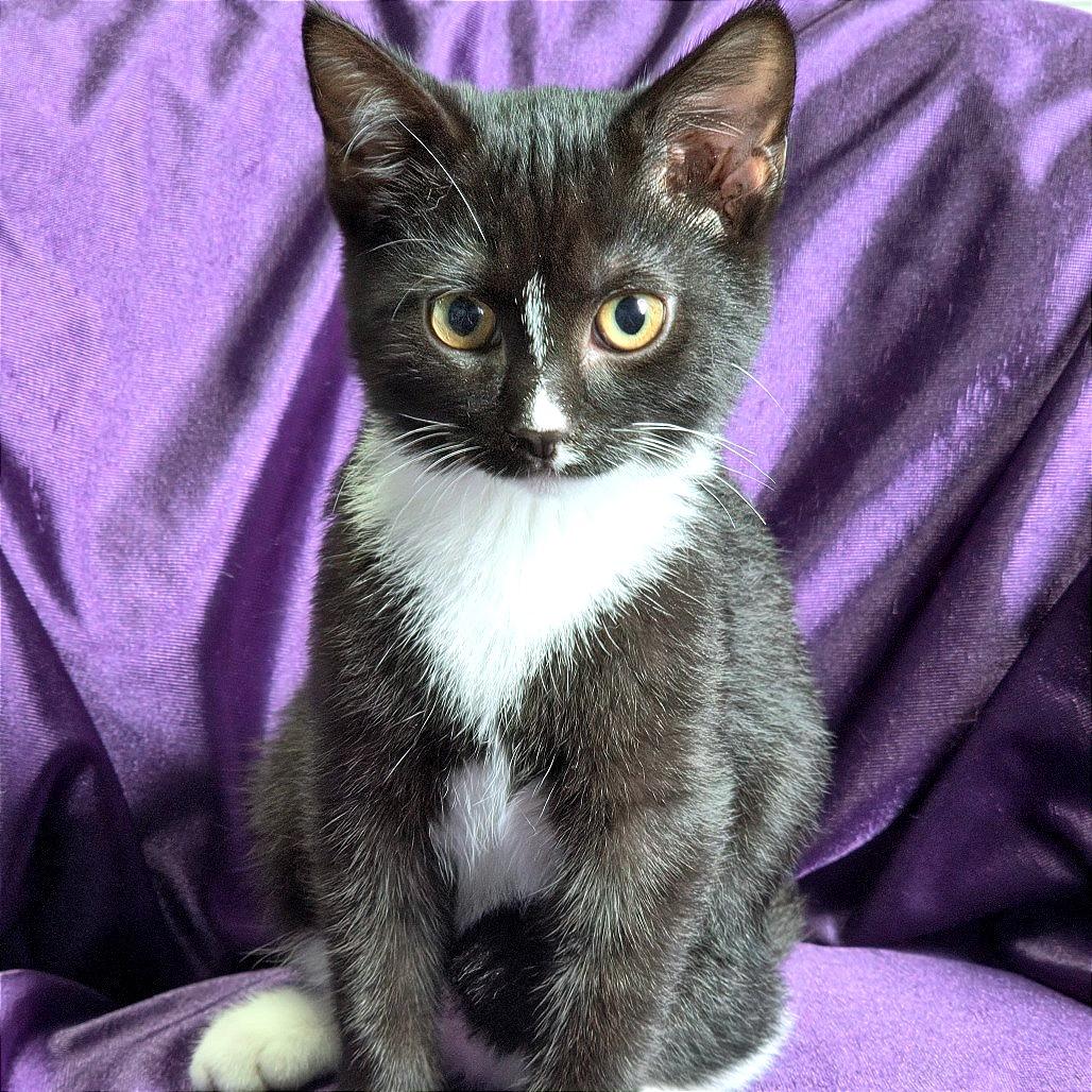 Enlarge Midnight, a Adoptable American Shorthair in Tipton, IA image 2/2