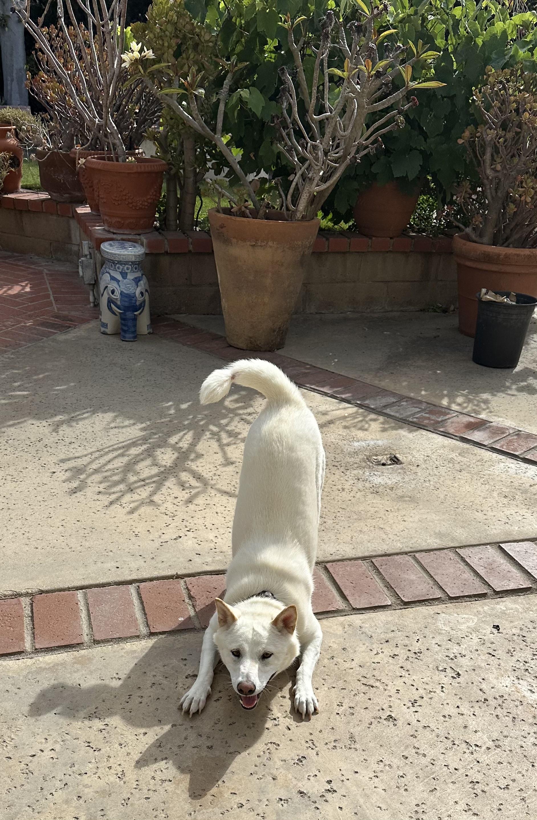 Akira, adopted, Adult Female Shiba Inu.