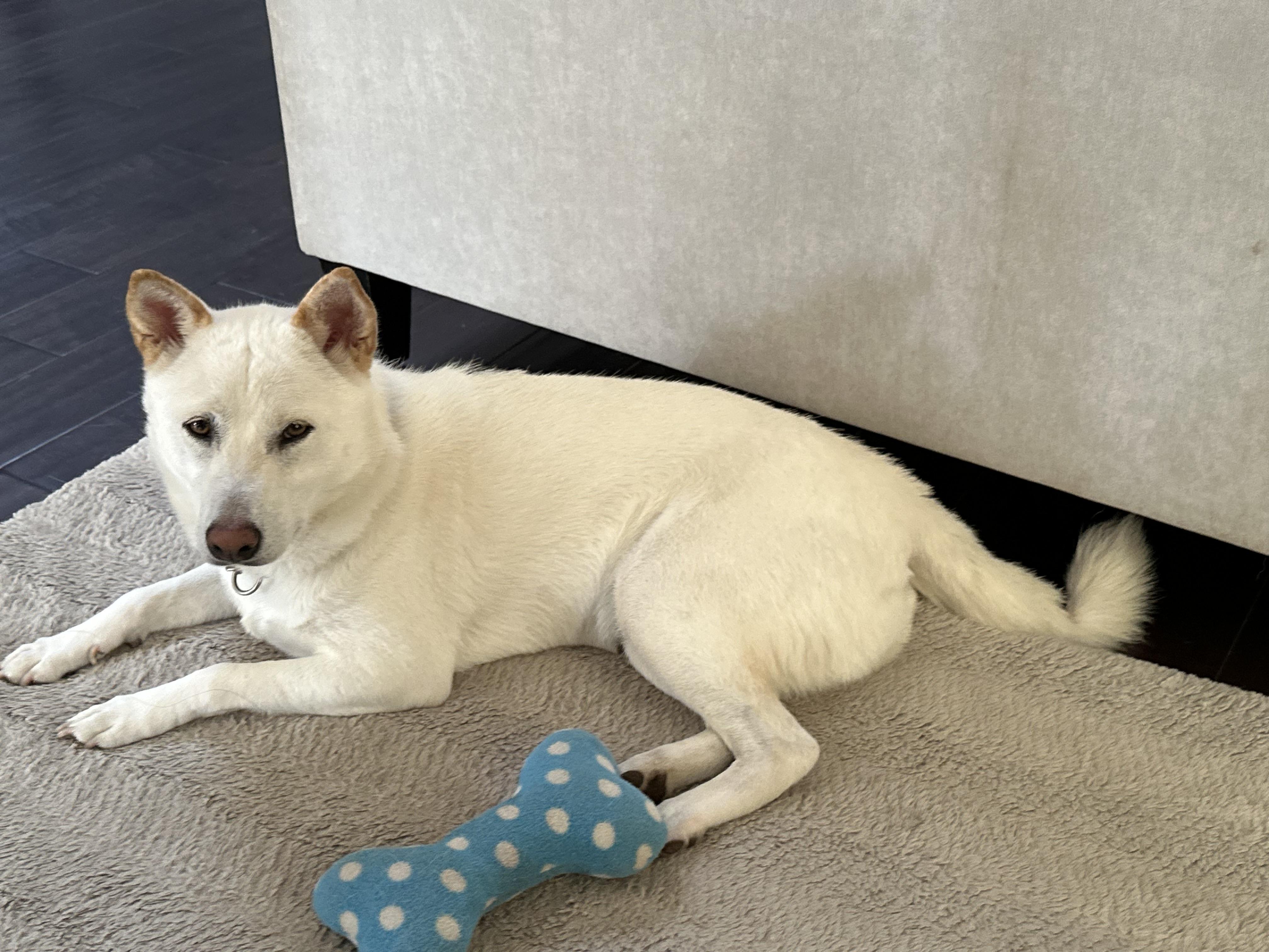 Akira, an adopted Shiba Inu in Santa Maria, CA image 2/4