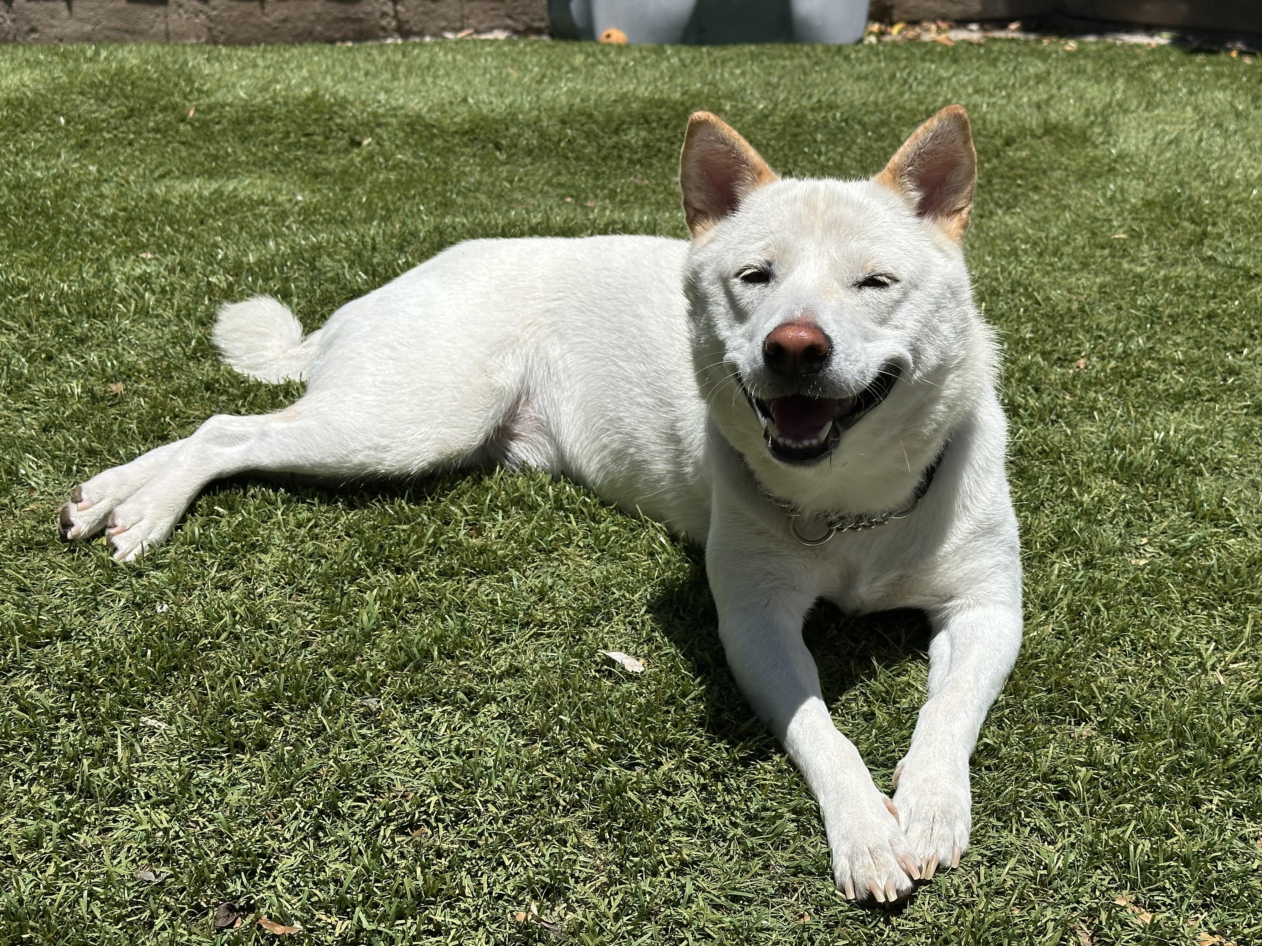 Akira, an adopted Shiba Inu in Santa Maria, CA image 3/4