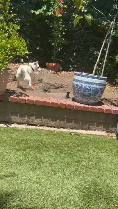 Enlarge Akira, an adopted Shiba Inu in Santa Maria, CA video 4/4