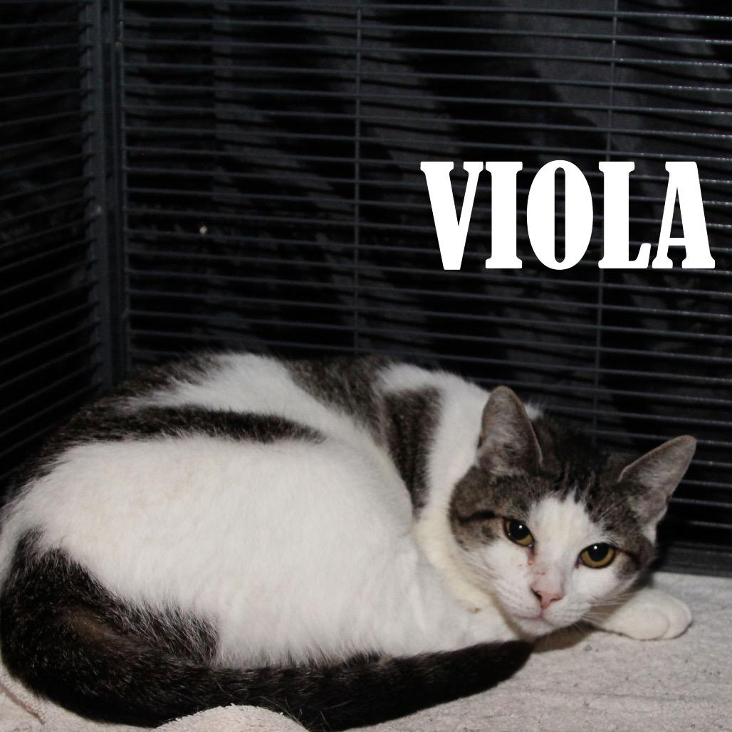 Viola, a Adoptable Domestic Short Hair in Mooresville, NC image 2/5