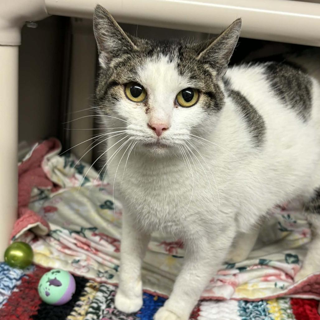 Viola, a Adoptable Domestic Short Hair in Mooresville, NC image 3/5
