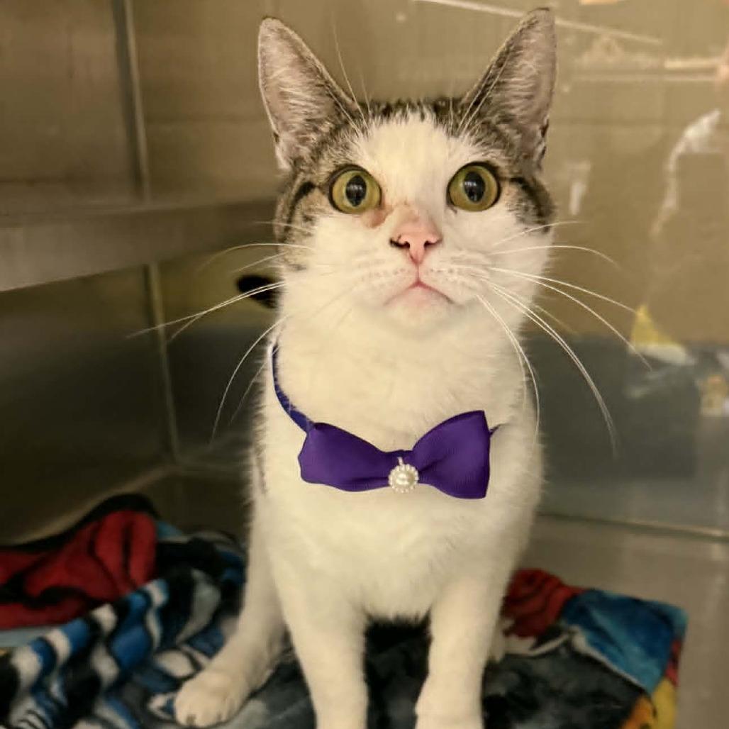 Viola, a Adoptable Domestic Short Hair in Mooresville, NC image 4/5
