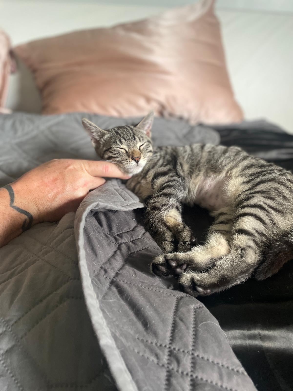 Ellie, a ADOPTABLE Domestic Short Hair in South Ozone Park, NY image 4/5