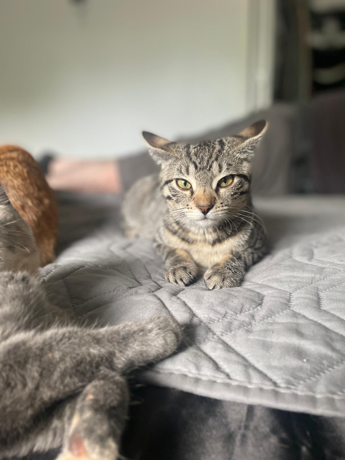 Ellie, a ADOPTABLE Domestic Short Hair in South Ozone Park, NY image 2/5