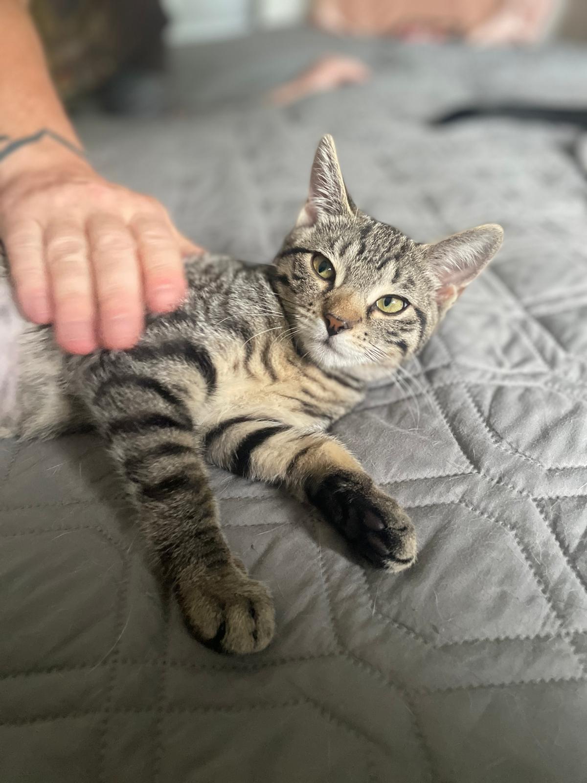 Ellie, a ADOPTABLE Domestic Short Hair in South Ozone Park, NY image 3/5