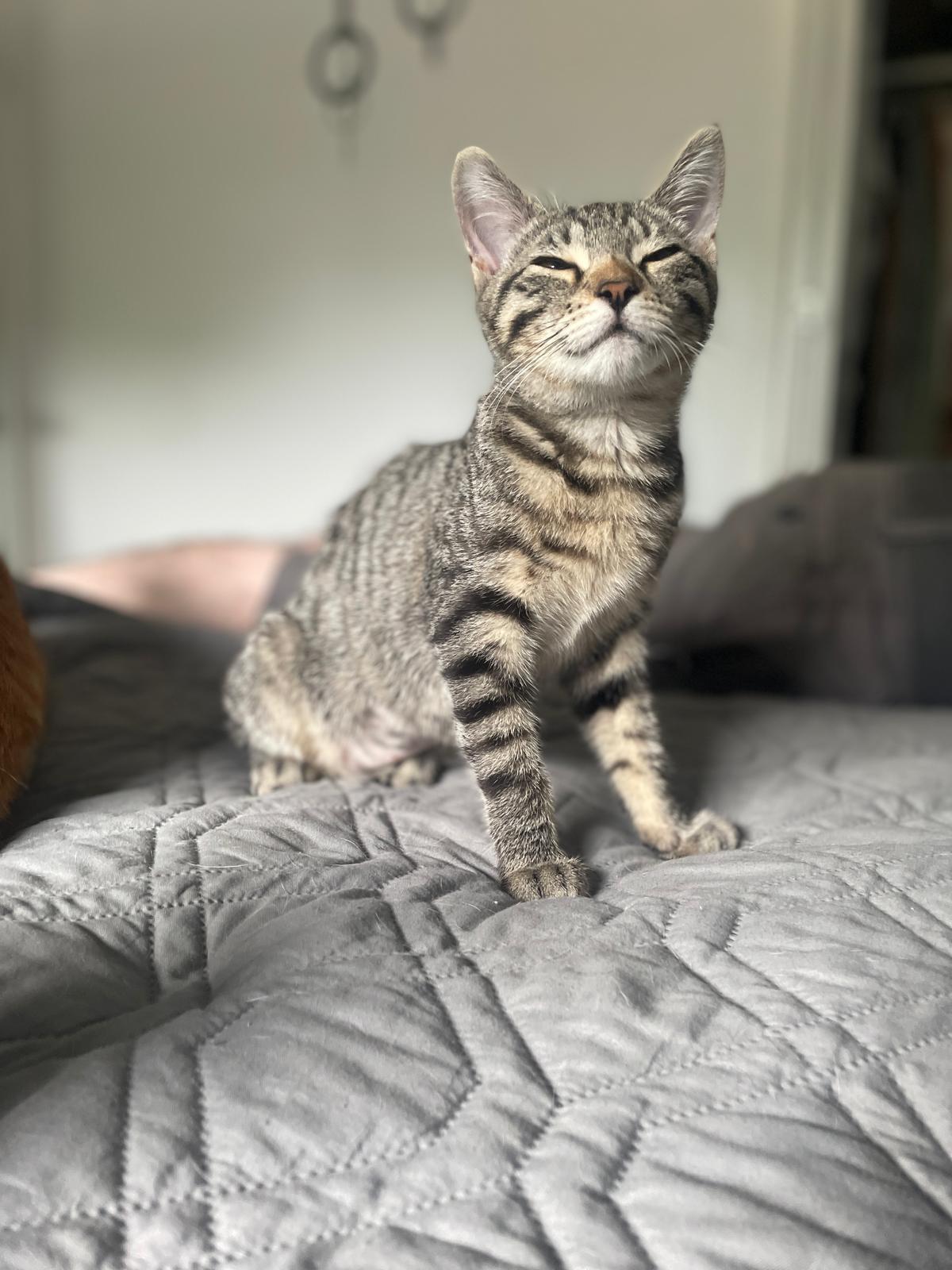 Ellie, a ADOPTABLE Domestic Short Hair in South Ozone Park, NY image 5/5