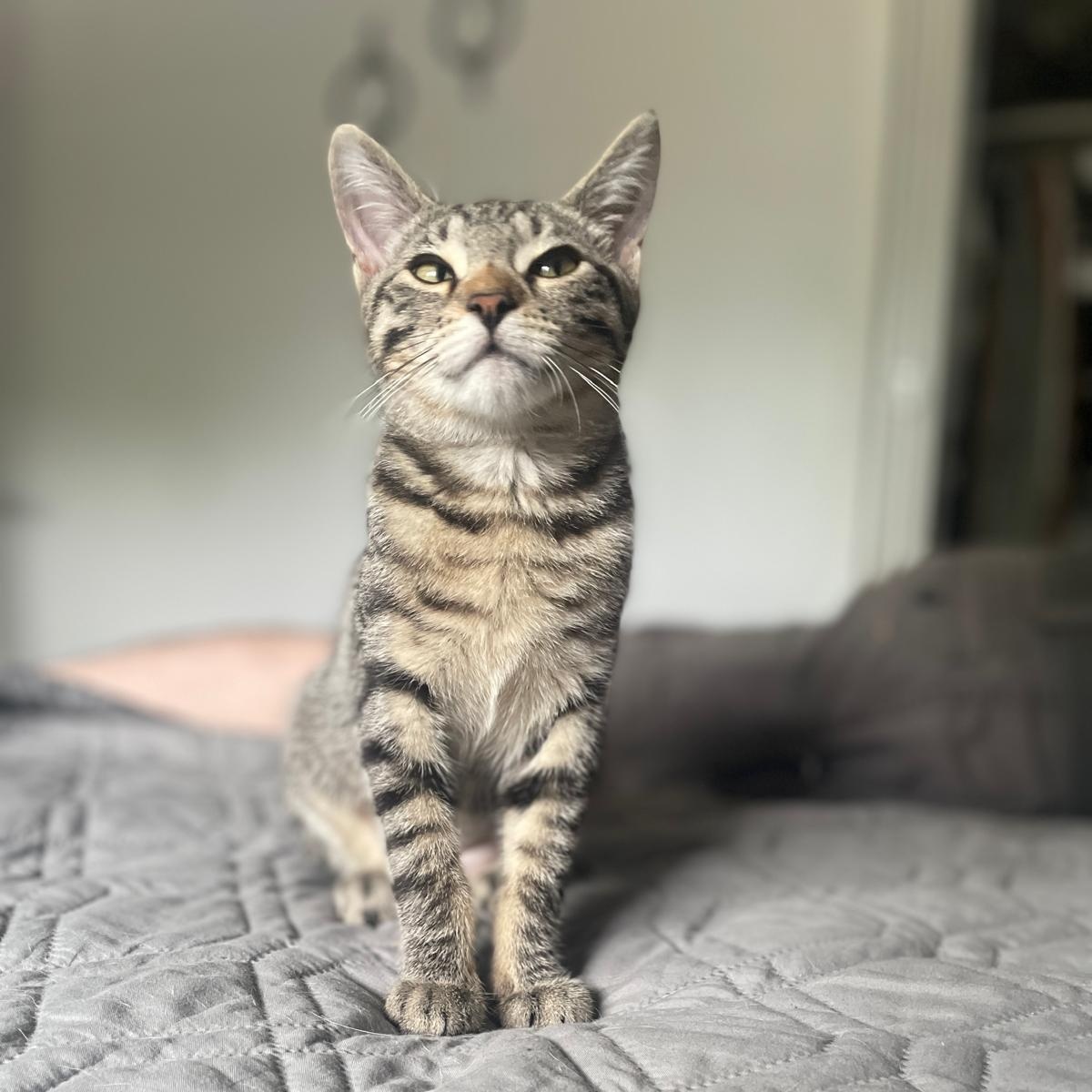 Ellie, ADOPTABLE, Kitten Female Domestic Short Hair.