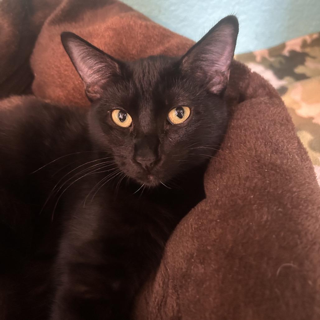 Kenpachi, Adoptable, Young Male Domestic Short Hair.