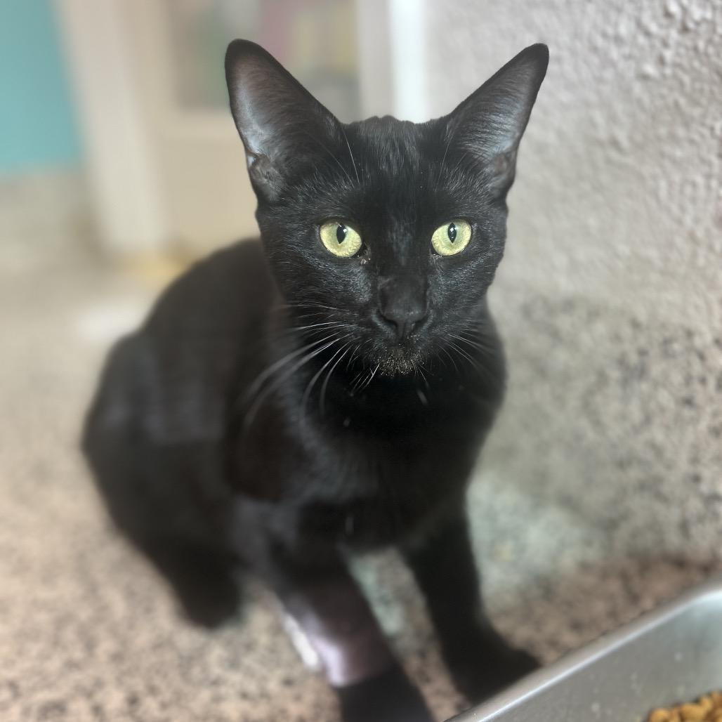 Kenpachi, a Adoptable Domestic Short Hair in Fresno, CA image 2/3