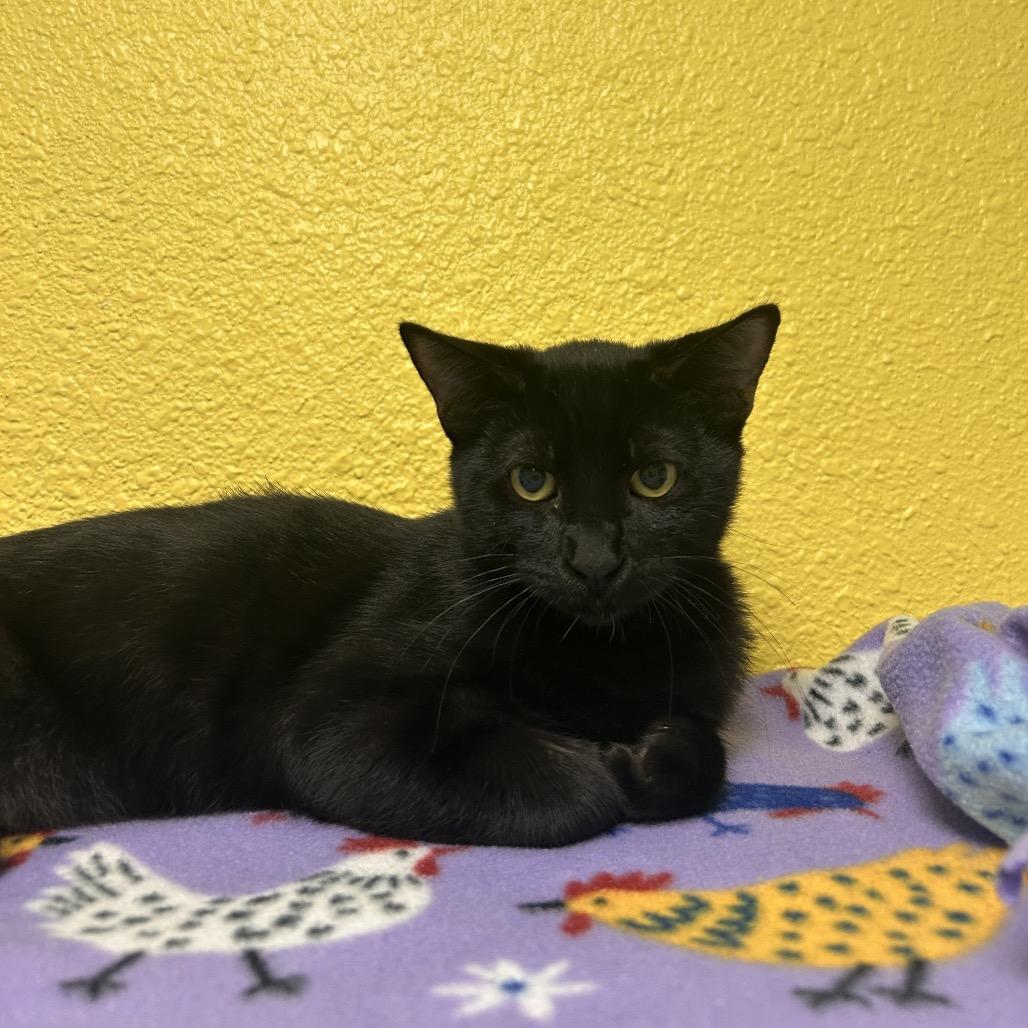 Kenpachi, a Adoptable Domestic Short Hair in Fresno, CA image 3/3