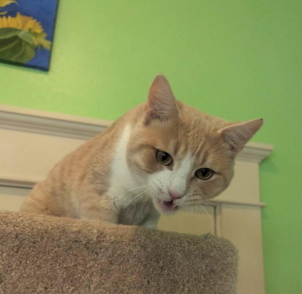 Enlarge TATER - SWEET EASYGOING YOUNG ADULT, a ADOPTABLE mixed breed in Plano, TX image 3/4