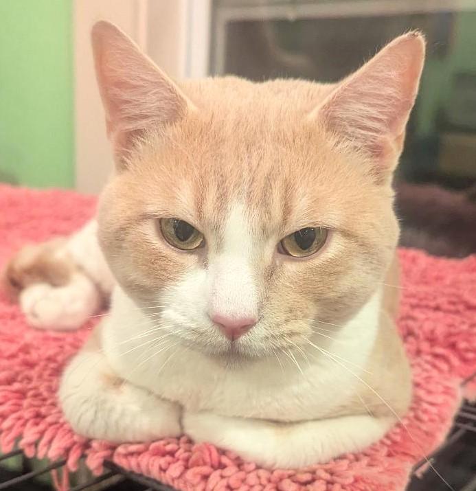 TATER - SWEET EASYGOING YOUNG ADULT, ADOPTABLE, Adult Male Tabby & Domestic Short Hair.