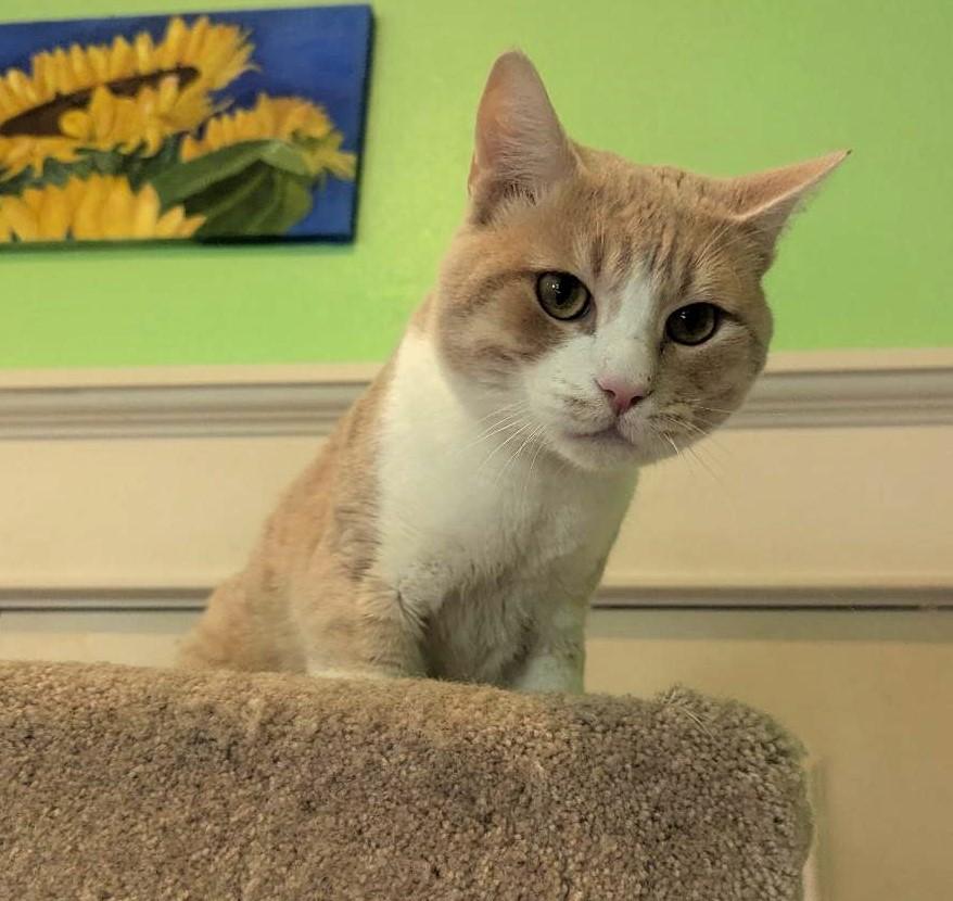 Enlarge TATER - SWEET EASYGOING YOUNG ADULT, a ADOPTABLE mixed breed in Plano, TX image 2/4