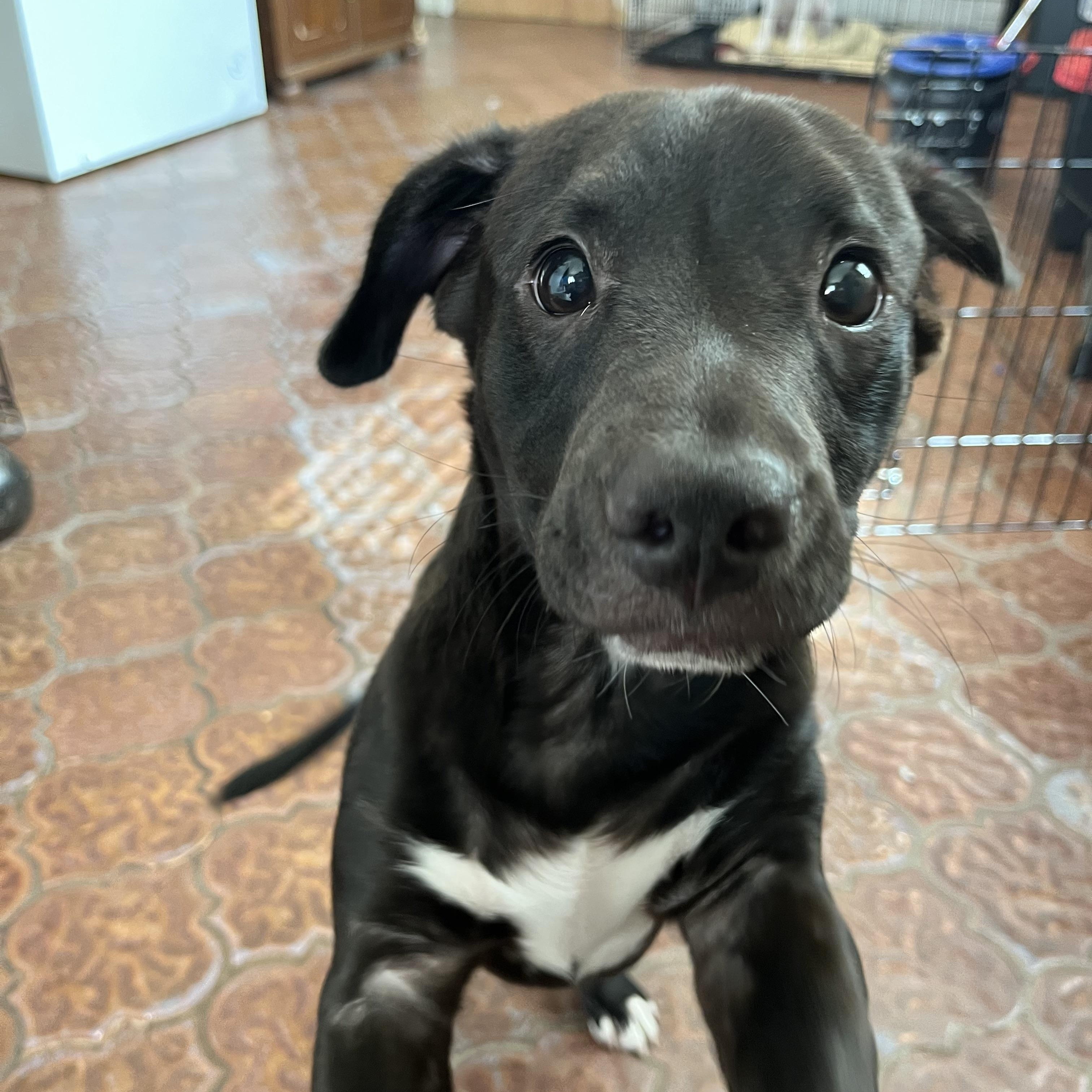 Sunny, adoptable, Puppy Male Chihuahua & Mixed Breed.
