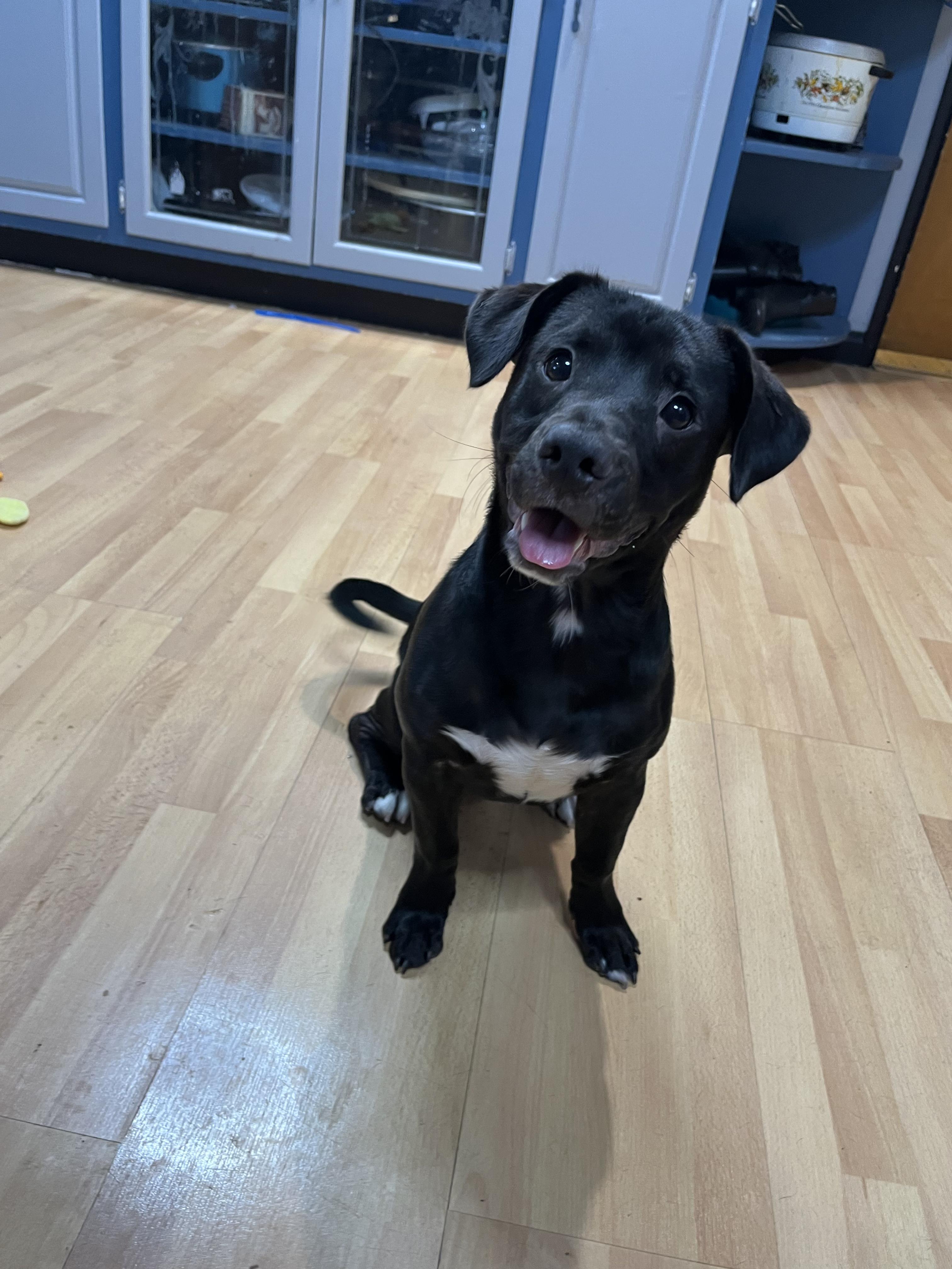 Sunny, an adoptable mixed breed in irvine, CA image 5/5