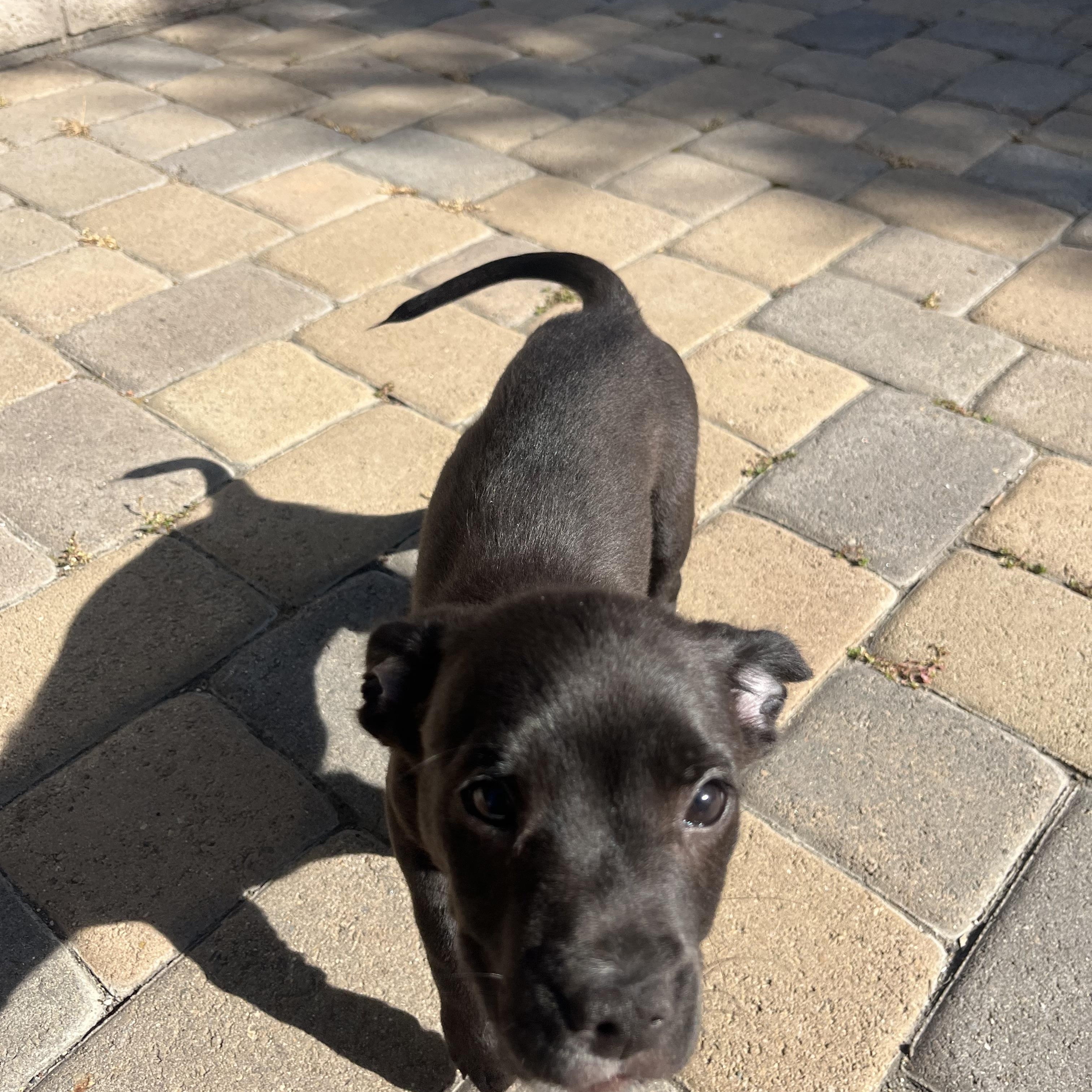 Sunny, adoptable, Puppy Male Chihuahua.