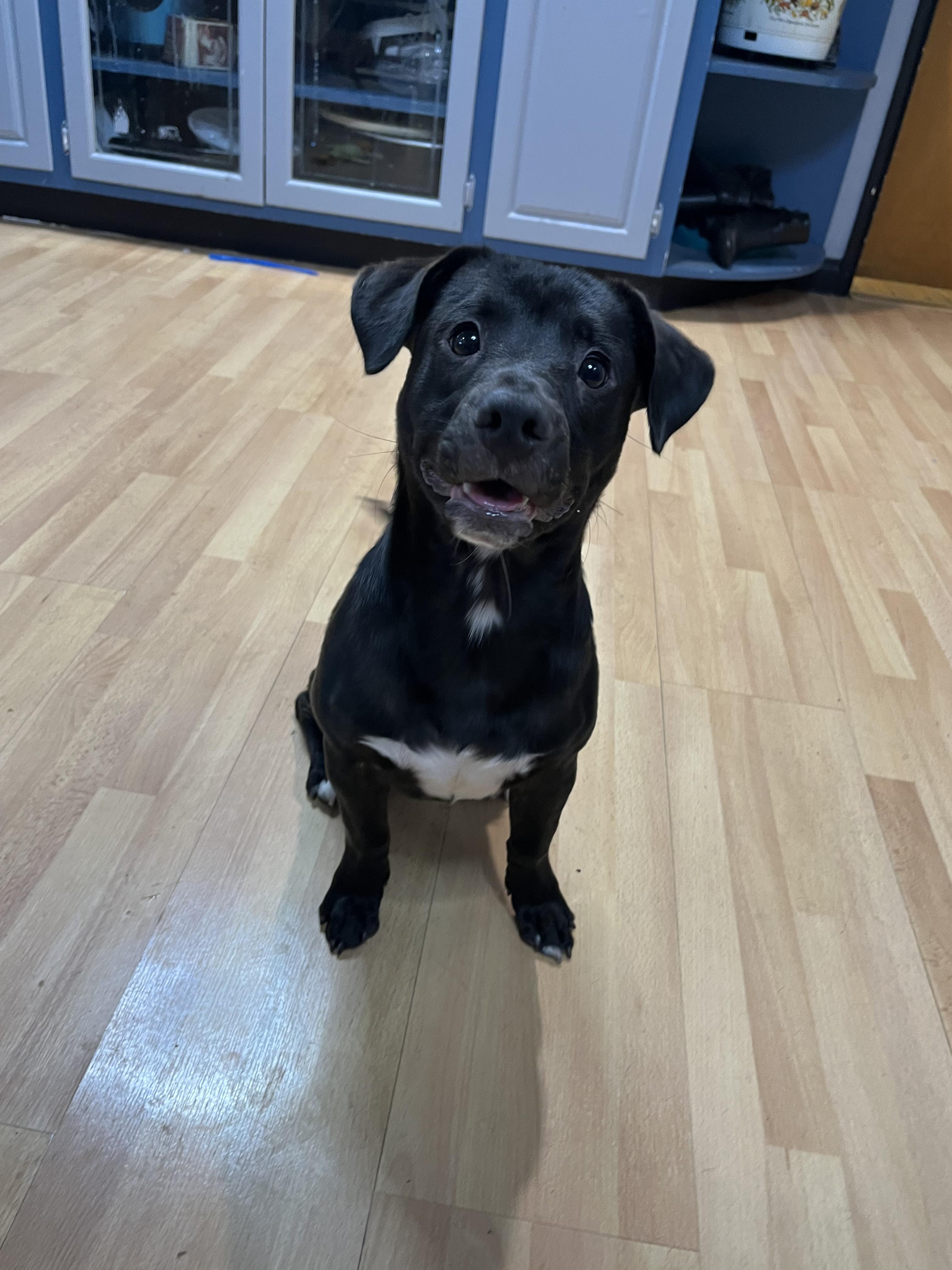 Sunny, adoptable, Puppy Male Chihuahua & Mixed Breed.