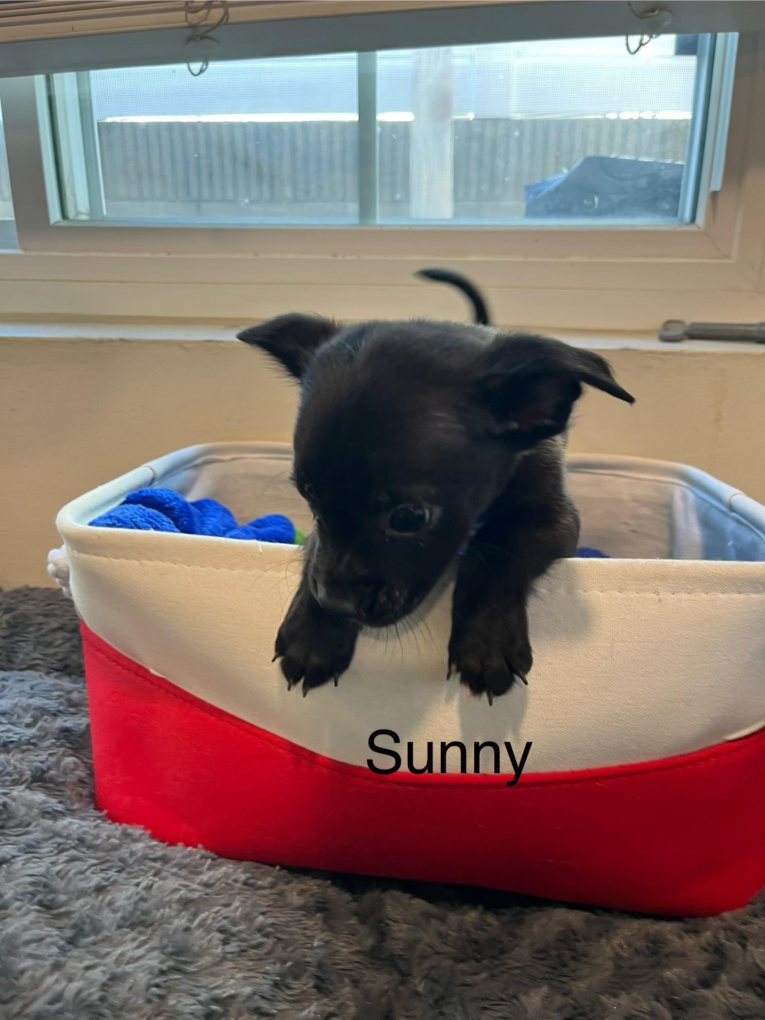 Sunny, adoptable, Puppy Male Chihuahua.