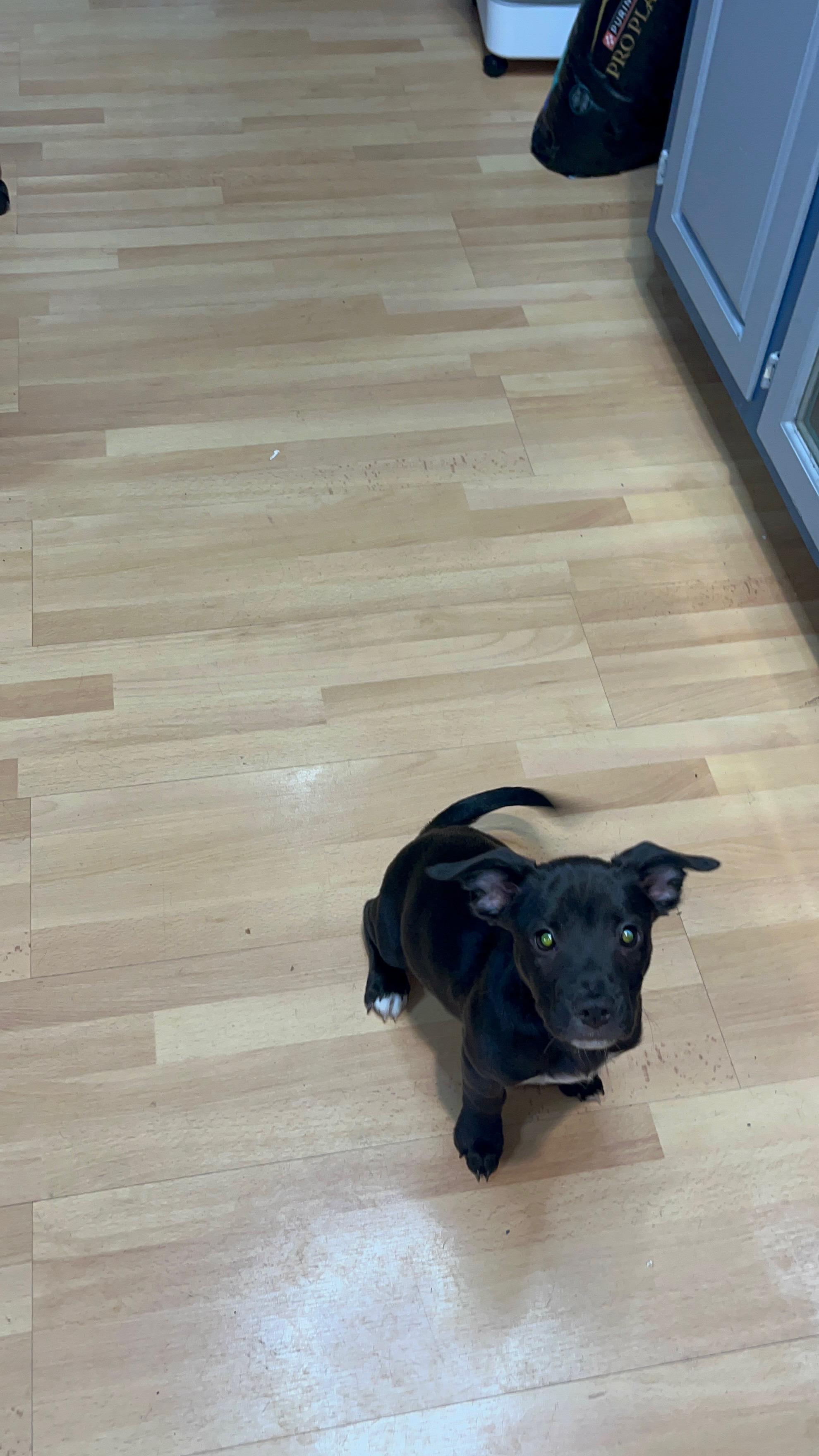 Sunny, an adoptable Chihuahua in Murrieta, CA image 2/3