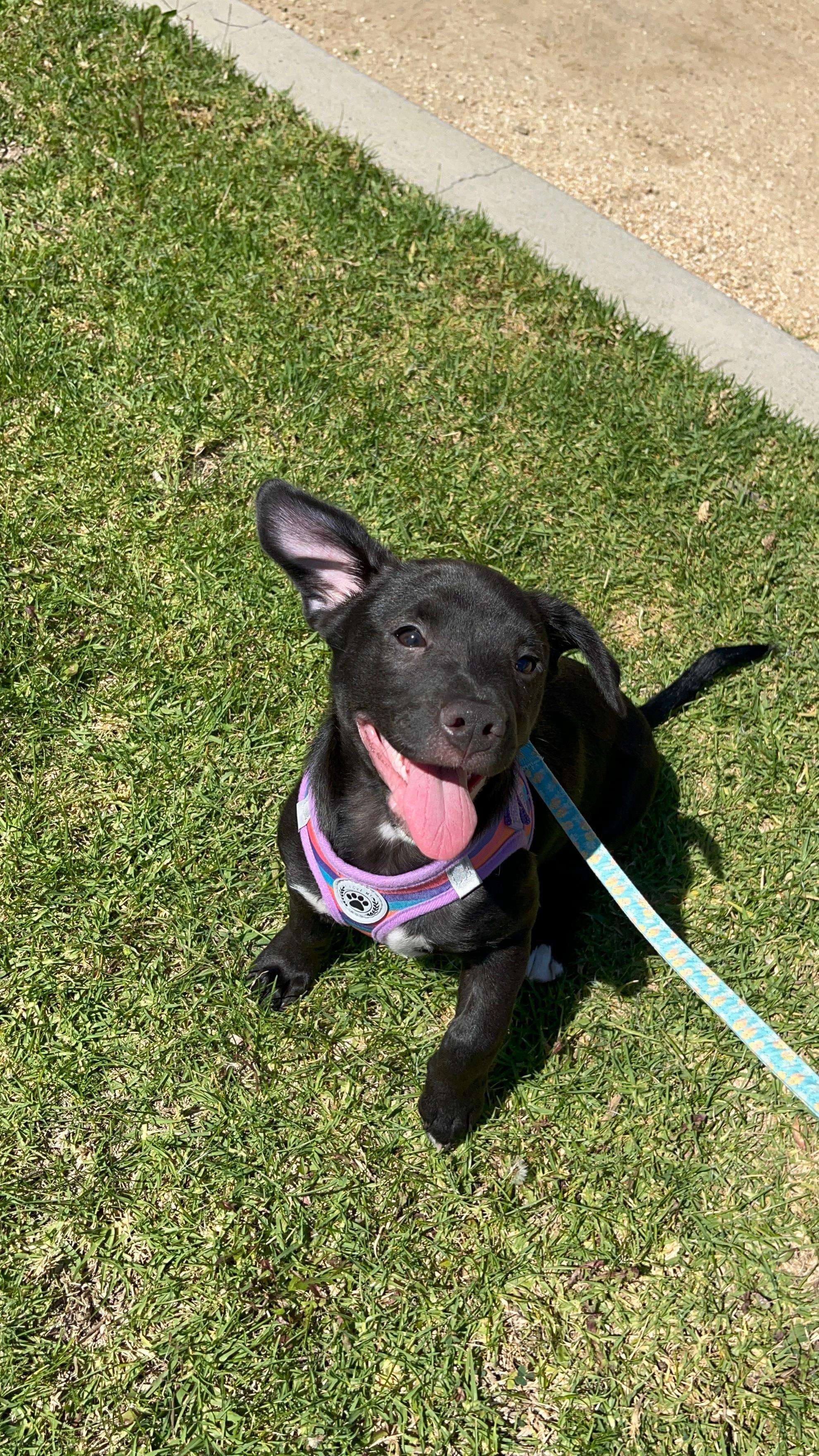 Sunny, an adoptable Chihuahua in Murrieta, CA image 3/3