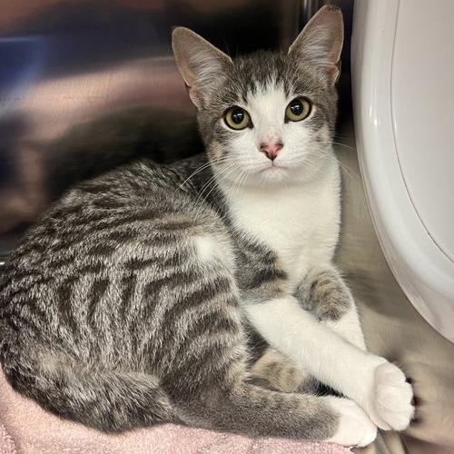 Enlarge Celia, a Adoptable Domestic Short Hair in Georgetown, KY image 1/1